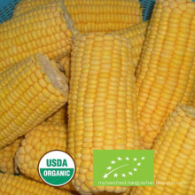 Nop EU Organic Frozen Sweet Corn Cut Super Sweet From China